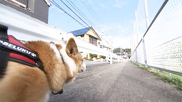 ベルク きょうのわんこ 写真2