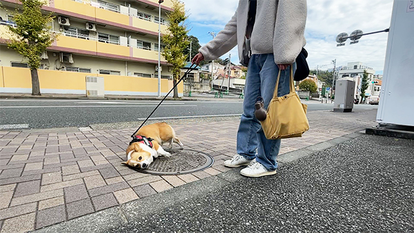 ベルク きょうのわんこ 写真4