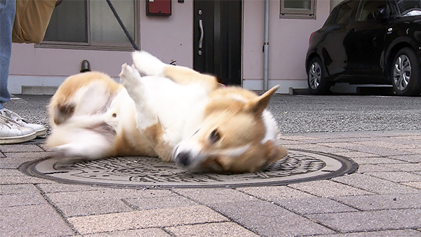 ベルク きょうのわんこ 写真5