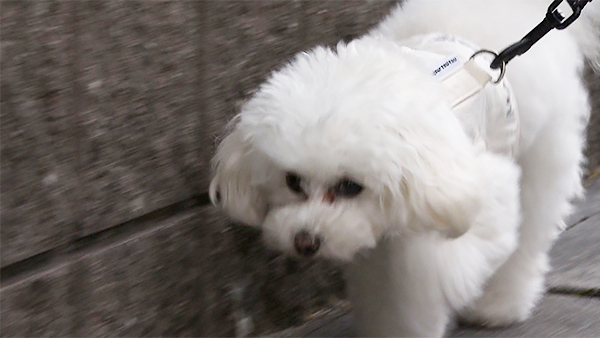 マシェリ きょうのわんこ 写真1