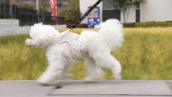 マシェリ きょうのわんこ 写真2