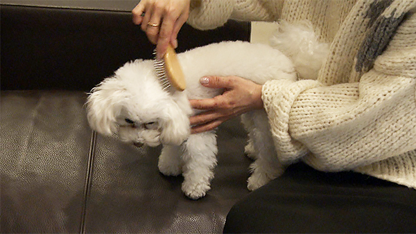 マシェリ きょうのわんこ 写真3