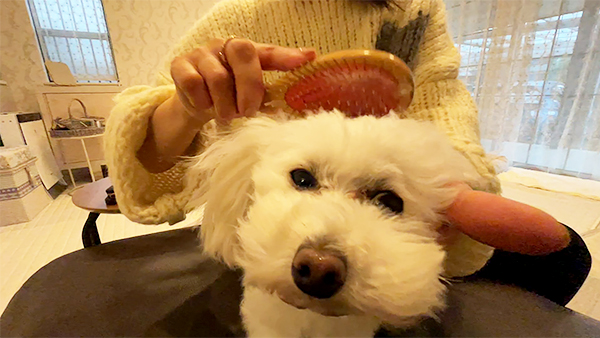 マシェリ きょうのわんこ 写真4