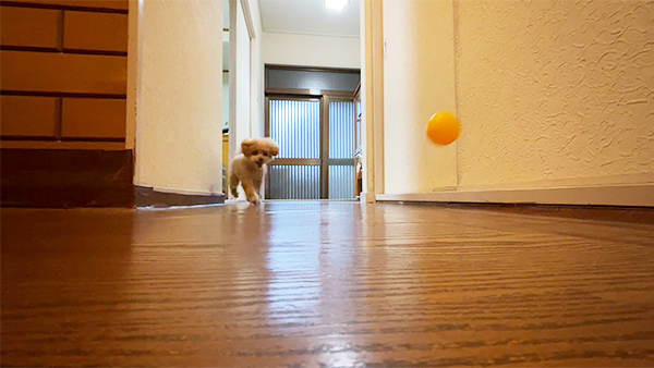 シュウ きょうのわんこ 写真4