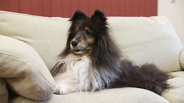 メルシー きょうのわんこ 写真1