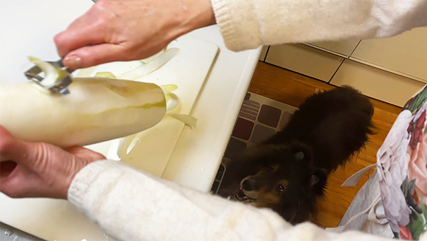 メルシー きょうのわんこ 写真2