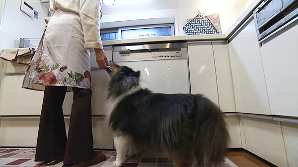 メルシー きょうのわんこ 写真5