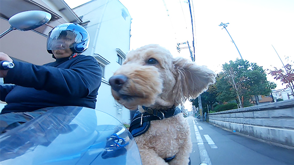 ハル きょうのわんこ 写真3