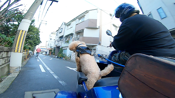 ハル きょうのわんこ 写真4