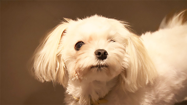 かんな きょうのわんこ 写真3