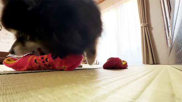 くう きょうのわんこ 写真3