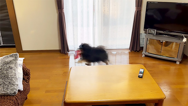 【希少！！】 - ばん 6894 めざましテレビ｜きょうのわんこ フジテレビ - その他