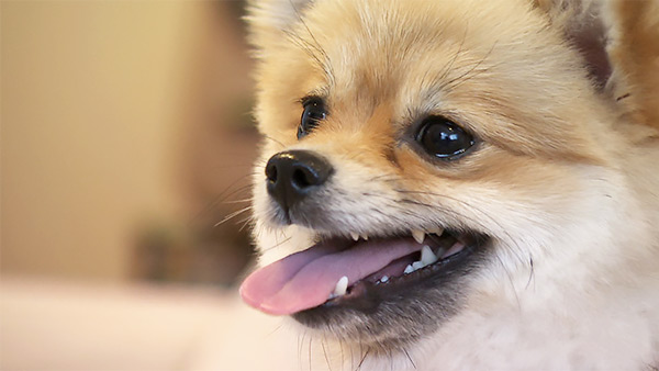 ぽむ きょうのわんこ 写真1