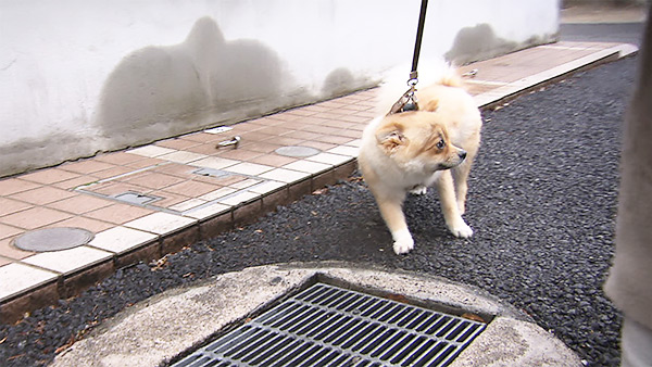 ぽむ きょうのわんこ 写真3