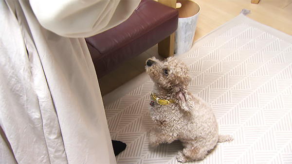 モカ きょうのわんこ 写真4