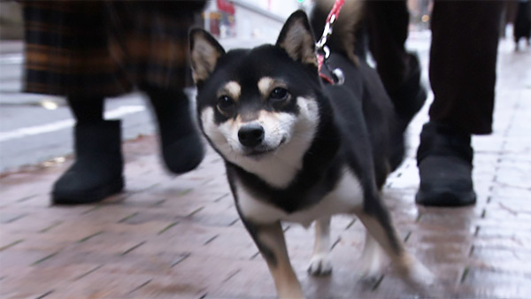 よる きょうのわんこ 写真1
