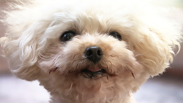 おかゆ きょうのわんこ 写真1
