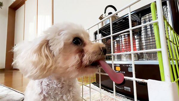 おかゆ きょうのわんこ 写真3