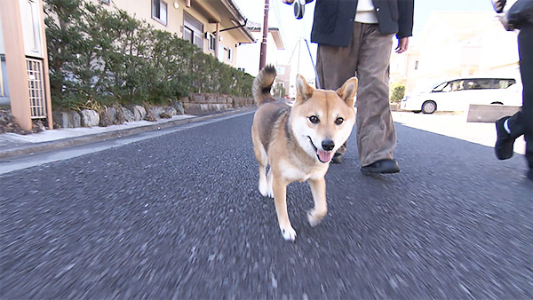 いと きょうのわんこ 写真2