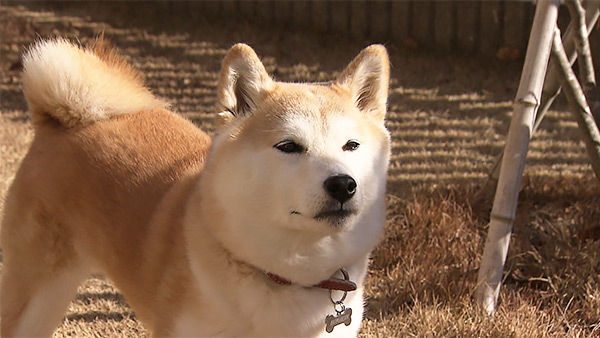 小町 きょうのわんこ 写真1