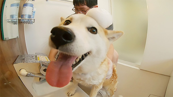 小町 きょうのわんこ 写真2