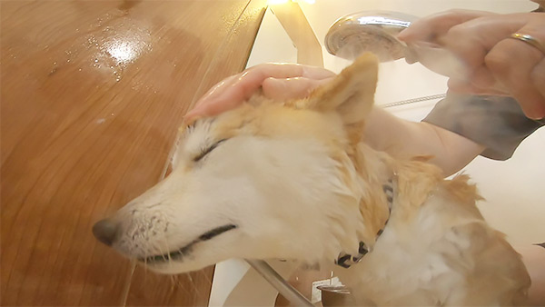 小町 きょうのわんこ 写真3