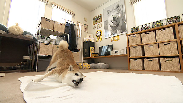 小町 きょうのわんこ 写真4