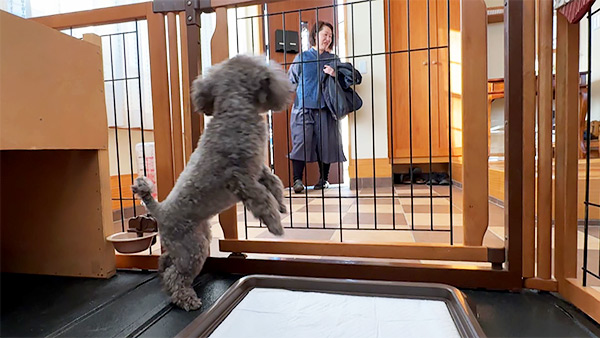 6907 ばん - めざましテレビ｜きょうのわんこ - フジテレビ