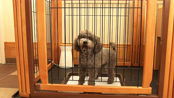 6907 ばん - めざましテレビ｜きょうのわんこ - フジテレビ