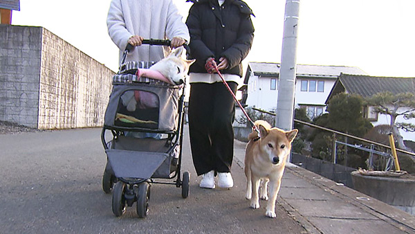 あずき&福子 きょうのわんこ 写真1