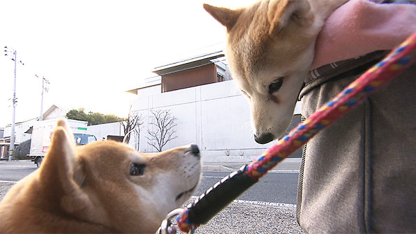 あずき＆福子 きょうのわんこ 写真4