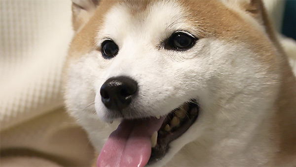 豆 きょうのわんこ 写真1