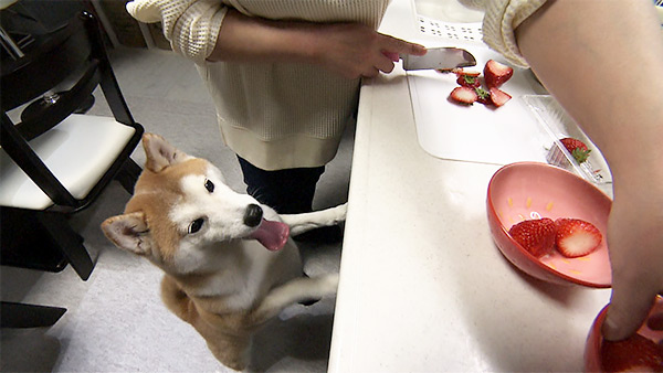 豆 きょうのわんこ 写真3