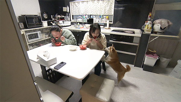 豆 きょうのわんこ 写真4
