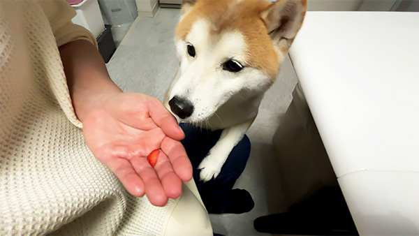 豆 きょうのわんこ 写真5