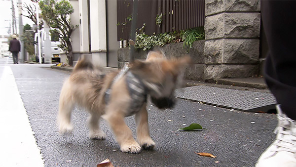 ノエル きょうのわんこ 写真3