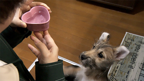 ノエル きょうのわんこ 写真4