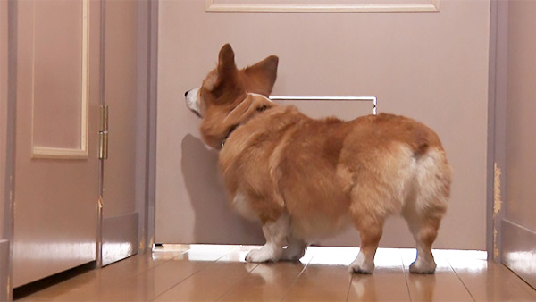 コン太 きょうのわんこ 写真2