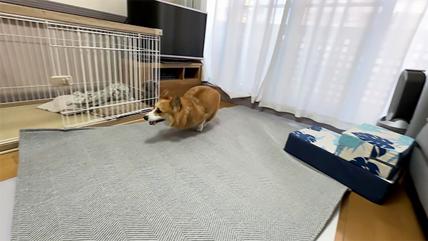 コン太 きょうのわんこ 写真4