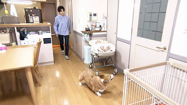 コン太 きょうのわんこ 写真5