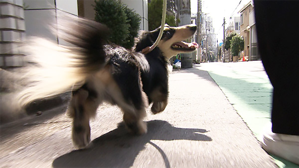 コタツ きょうのわんこ 写真2
