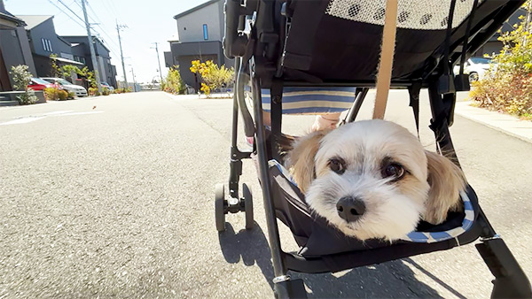 ぱぴまる きょうのわんこ 写真5