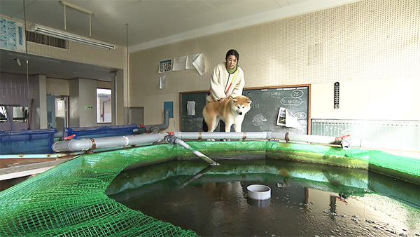 金太郎 きょうのわんこ 写真4