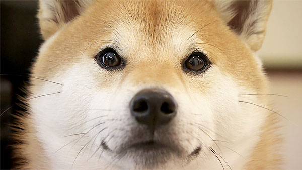 獅子丸 きょうのわんこ 写真1