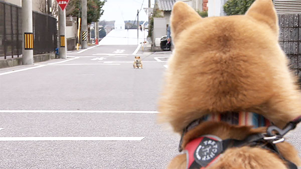 獅子丸 きょうのわんこ 写真3