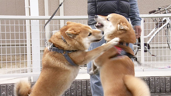 獅子丸 きょうのわんこ 写真4