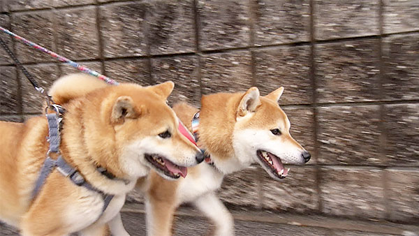 獅子丸 きょうのわんこ 写真5