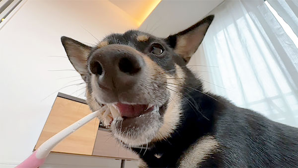 くろまめ きょうのわんこ 写真4