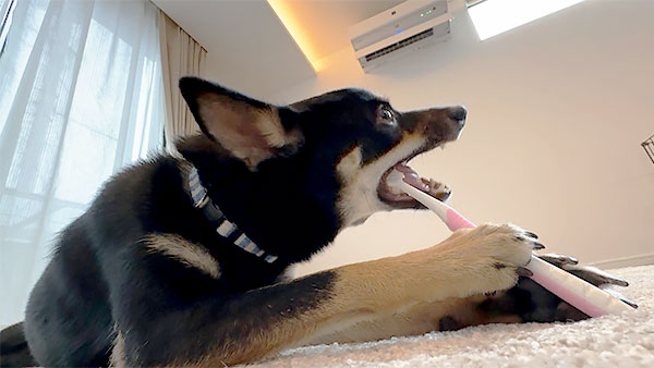 くろまめ きょうのわんこ 写真4