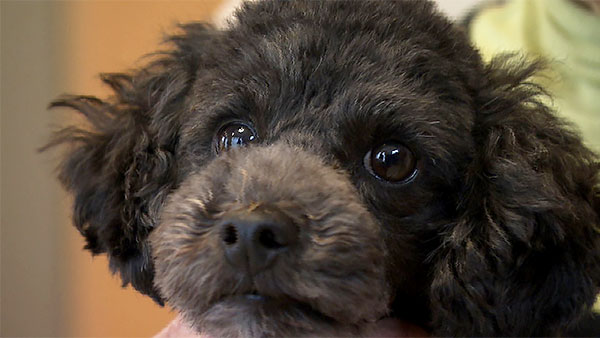 ルーク きょうのわんこ 写真1